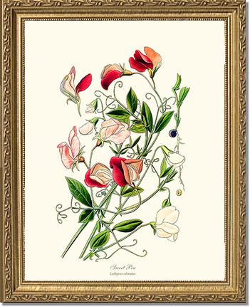 Sweet Pea | Flower/Floral Art Print