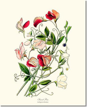 Flower Floral Print: Sweet Pea