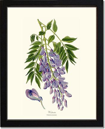 Wisteria sinensis | Flower/Floral Art Print