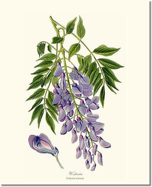 Flower Floral Print: Wisteria sinensis
