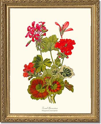 Geranium, Zonal | Flower/Floral Art Print