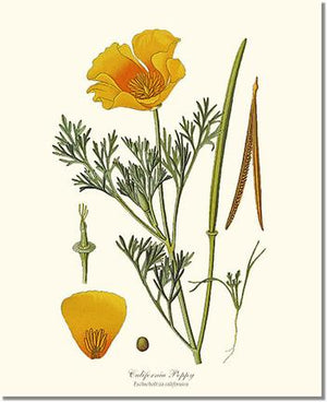 Flower Floral Print: California Poppy 