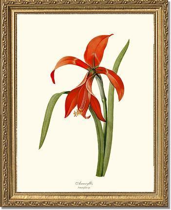 Amaryllis - Charting Nature