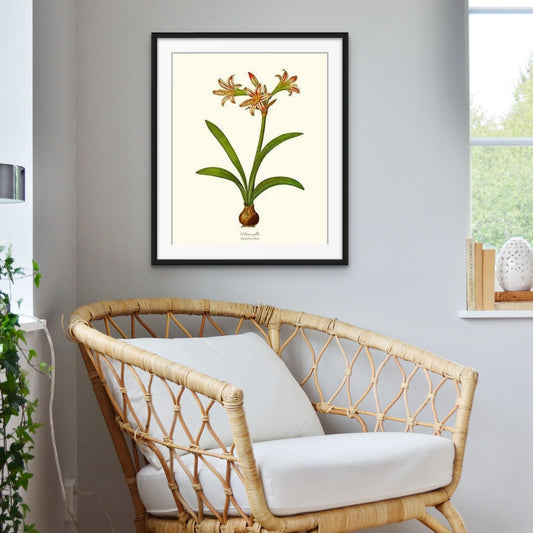 Amaryllis vittata | Flower/Floral Art Print