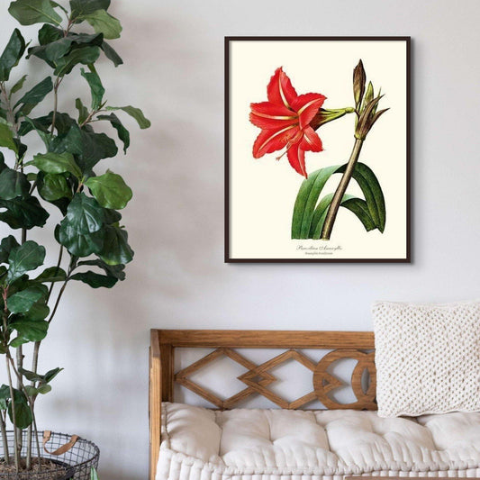Amaryllis, Brazilian - Charting Nature
