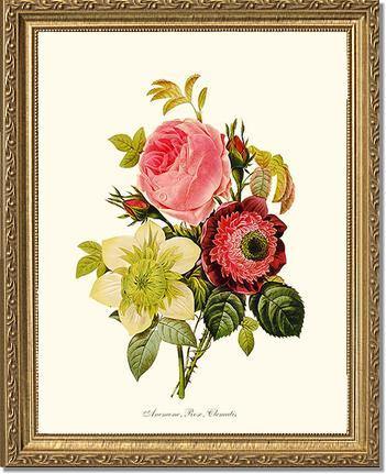 Anemone, Rose, Clematis - Charting Nature