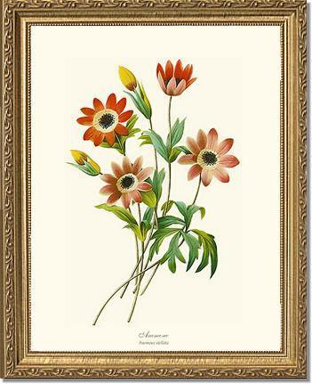 Anemone stellata - Charting Nature