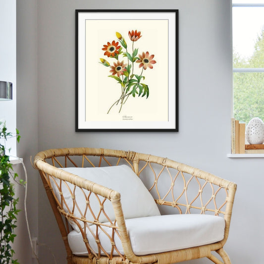 Anemone stellata | Flower/Floral Art Print
