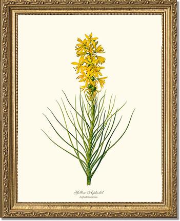 Asphodel, Yellow | Flower/Floral Art Print