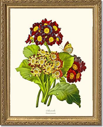 Auricula | Flower/Floral Art Print