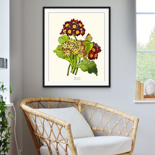 Auricula | Flower/Floral Art Print