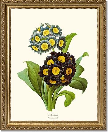 Auricula | Flower/Floral Art Print