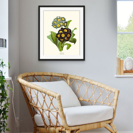 Auricula | Flower/Floral Art Print
