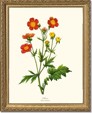 Avens | Flower/Floral Art Print