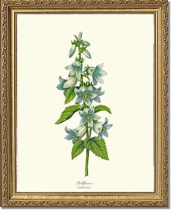 Bellflower | Flower/Floral Art Print
