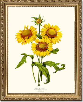 Blanket Flower | Flower/Floral Art Print