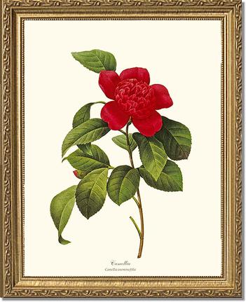 Camellia | Flower/Floral Art Print