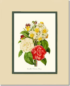 Camellia, Narcissus, Pansy