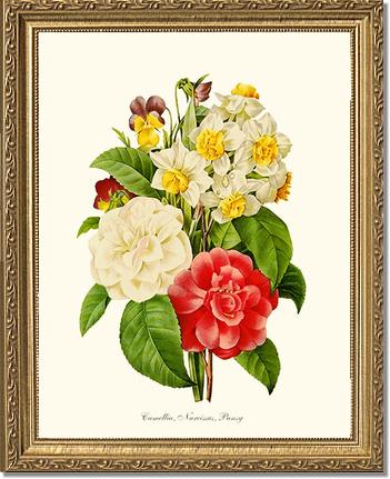 Camellia, Narcissus, Pansy | Flower/Floral Art Print