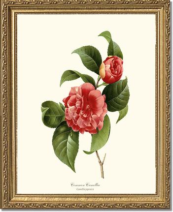 Camellia, Common Red | Flower/Floral Art Print