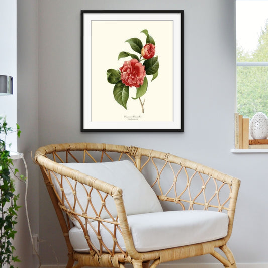 Camellia, Common Red | Flower/Floral Art Print