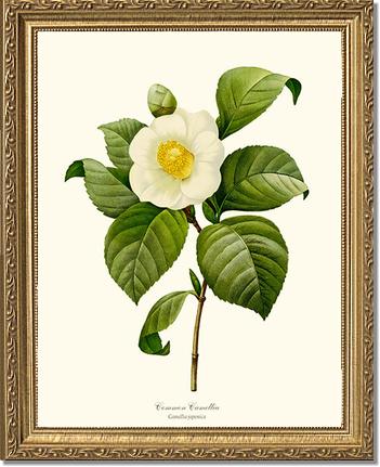 Camellia, Common White | Flower/Floral Art Print
