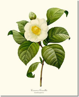 Camellia, Common White
