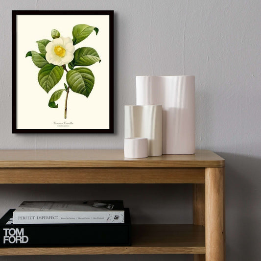 Camellia, Common White | Flower/Floral Art Print