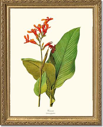 Canna | Flower/Floral Art Print