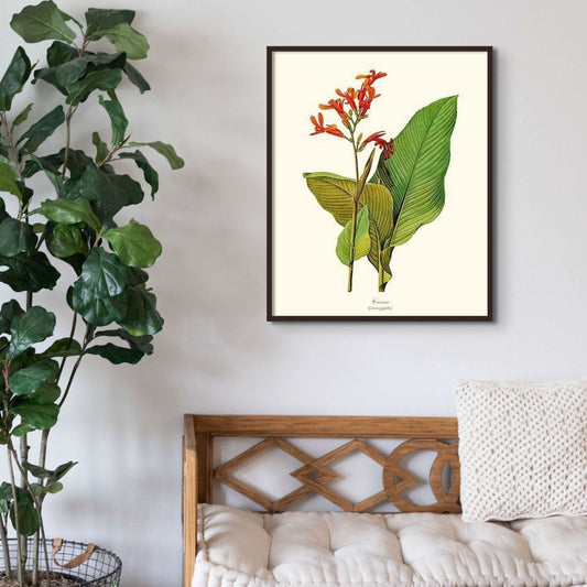 Canna | Flower/Floral Art Print