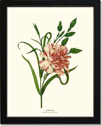 Carnation | Flower/Floral Art Print