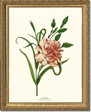 Carnation | Flower/Floral Art Print