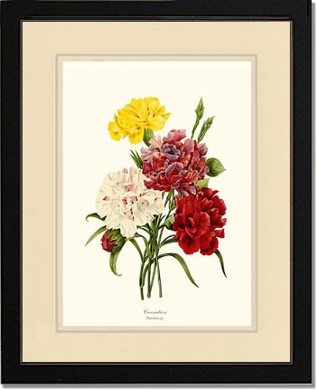 Carnation | Flower/Floral Art Print