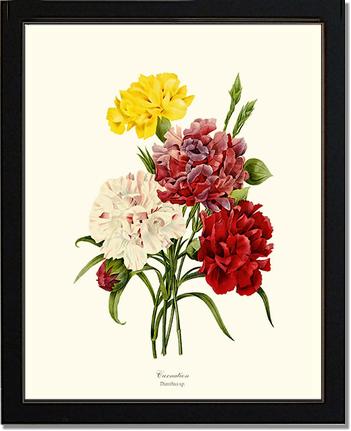 Carnation | Flower/Floral Art Print