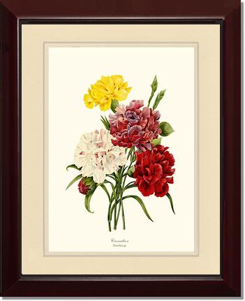 Carnation | Flower/Floral Art Print