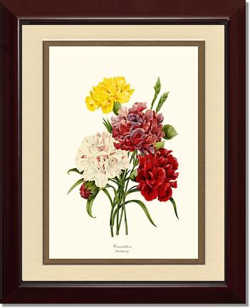 Carnation | Flower/Floral Art Print