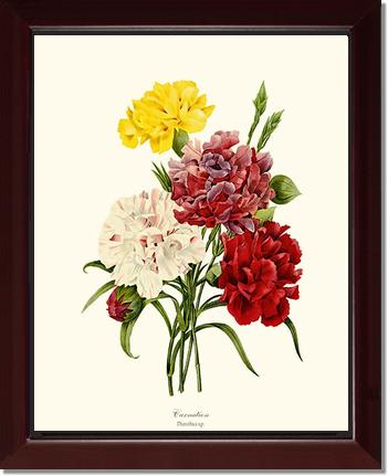 Carnation | Flower/Floral Art Print