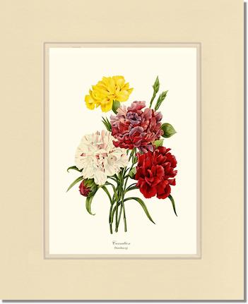 Carnation | Flower/Floral Art Print