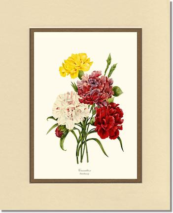 Carnation | Flower/Floral Art Print
