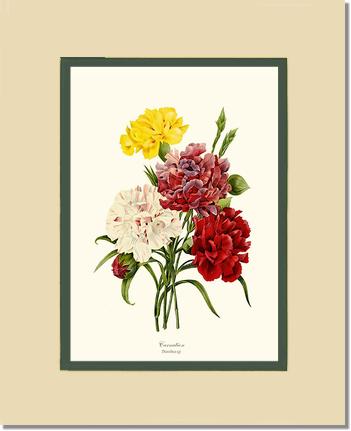 Carnation | Flower/Floral Art Print