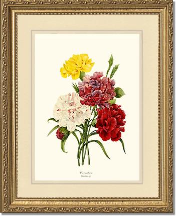 Carnation | Flower/Floral Art Print