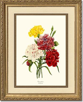 Carnation | Flower/Floral Art Print