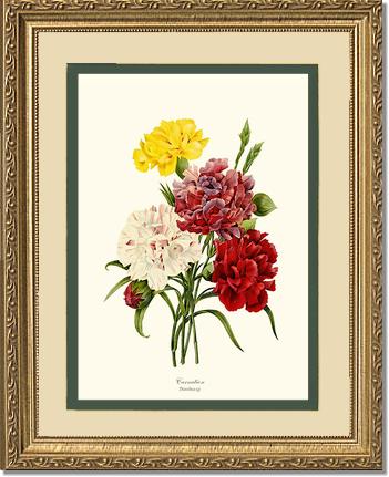 Carnation | Flower/Floral Art Print