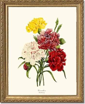 Carnation | Flower/Floral Art Print