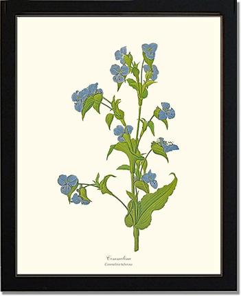 Commelina | Flower/Floral Art Print