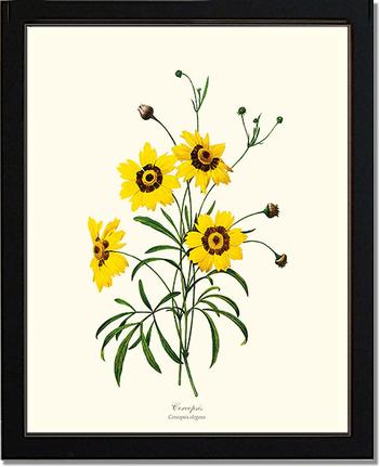 Coreopsis | Flower/Floral Art Print