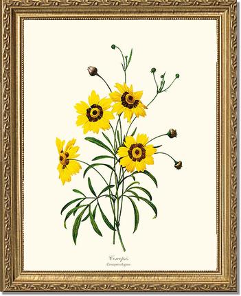 Coreopsis | Flower/Floral Art Print