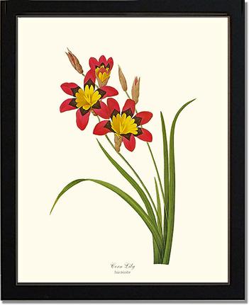 Lily, Corn | Flower/Floral Art Print