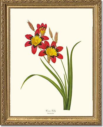 Lily, Corn | Flower/Floral Art Print
