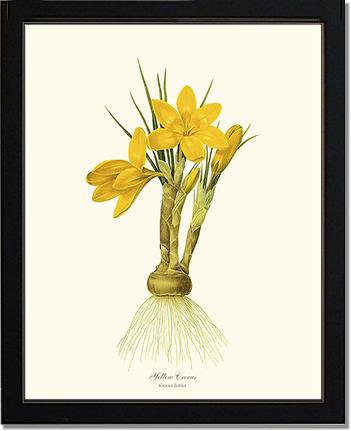 Crocus, Yellow | Flower/Floral Art Print